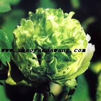 Green fragrant ball